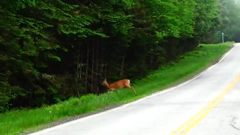 Deer Crossing