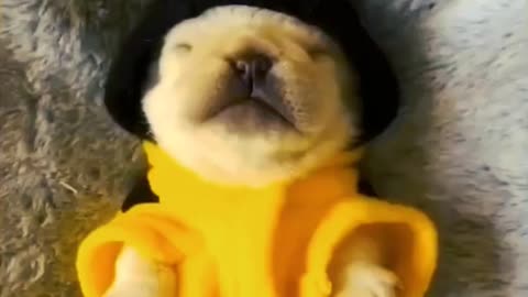 Cute Puppy video/ Funny Puppy Video