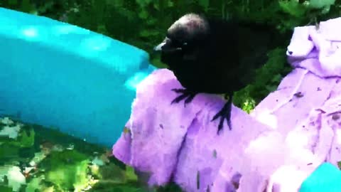 Rescued baby crows play in bird pool
