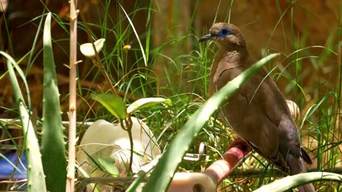 Beautiful Bird and Nature