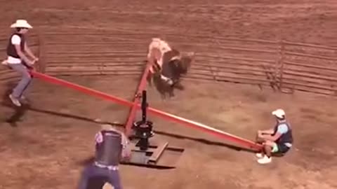 Seesawing while dodging a bull
