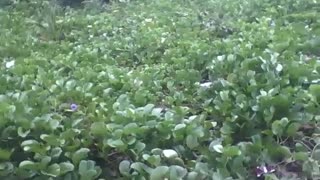 Filming the vegetation around the beach, the purple flowers on the spot [Nature & Animals]