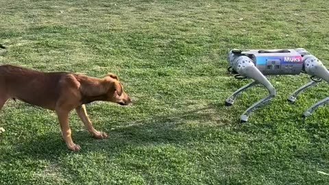 dog plays with robot