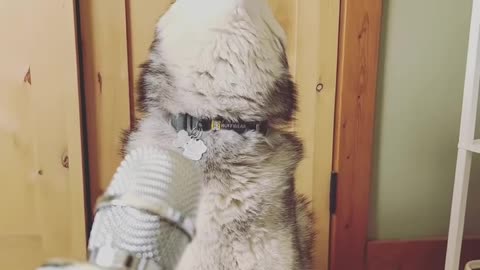 This husky is ready for the voice 😆