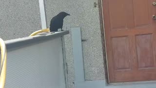 crow