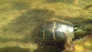 Painted Turtle