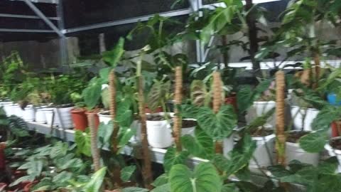 night atmosphere, while looking at ornamental plants