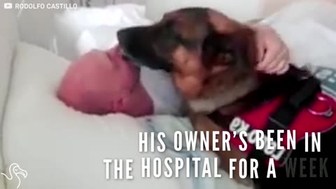 Service Dog Gets To Visit His Owner In The Hospital