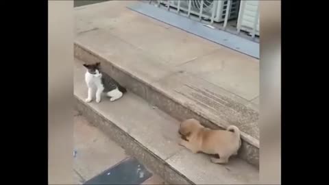 Cat vs Dog funny animation