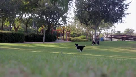 The dog plays with His Friend in the park.