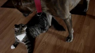Cat wants to hump pitbull....Know your size :-) Funny video must watch