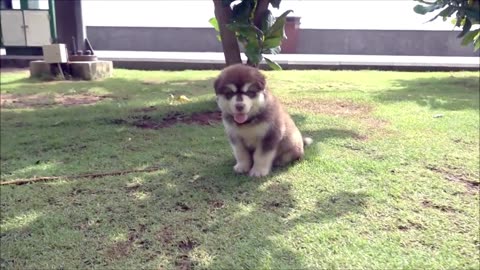 Five Cute 1.5 Months Old Alaska Puppies Playing On Vung Tau Park 3 | Viral Dog Puppy