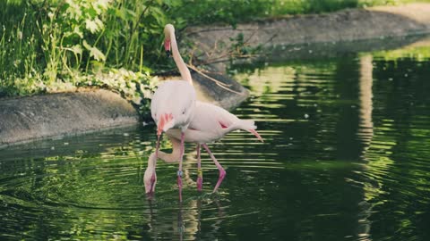 Charming movements of the flamingo