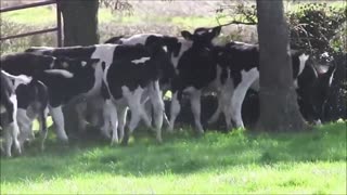 Happy Cows.......