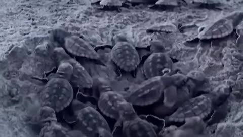 Turtle hatchlings make way to ocean in South Carolina