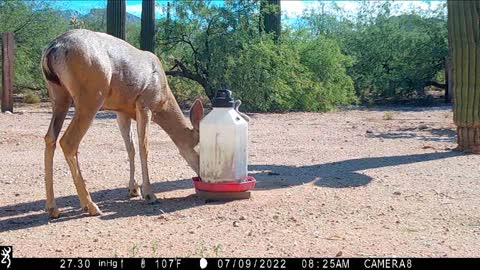 Trail Camera July 2022