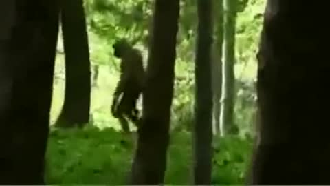 Bigfoot Footage Sasquatch Videos