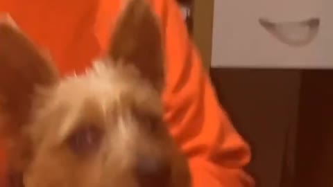 Dad's got soft spot for the dog - Goes Viral