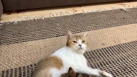 Mom cat calls her kittens