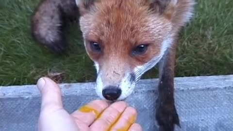 feeding a fox with his hands