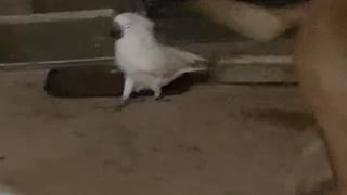 Cockatoo catches caterpillar