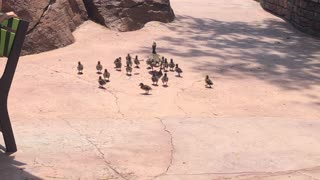 family of ducks walking through universal studios