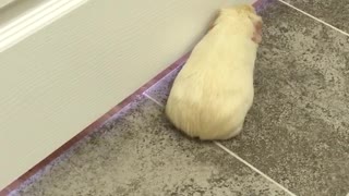 Cat grabs hamster butt