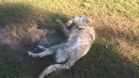 Lovely dog, just washed, on the grass, has been dirty