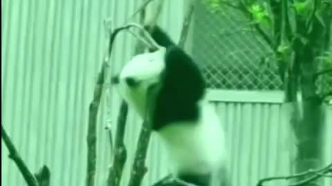 animal funny video