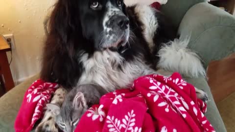 Huge Dog Loves Tiny Kitten