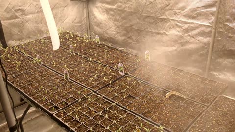 May 2024 Tomato Starts In The Lab REBOOTAGRICULTURE 7