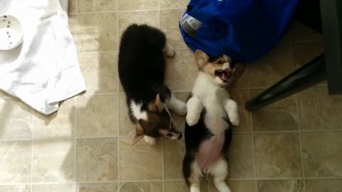 Pair of Corgi puppies enjoy playtime