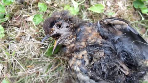 Cat observes mummified bird😁