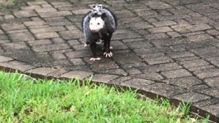 Opossum Family Finds Shelter