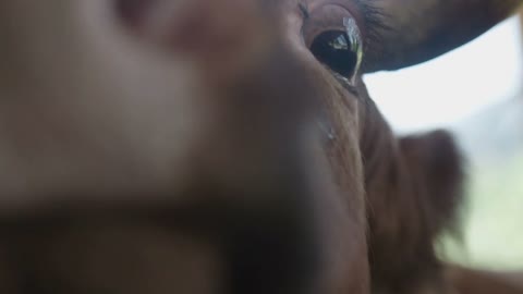 Cow In A Barn Close Up