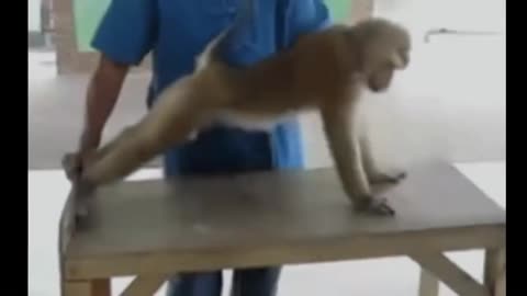 Crazy and funny monkey
