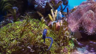 Relaxing Music for Sleep | Aquarium 4K VIDEO Relaxing Music for Sleep | Rare & Colorful Sea Life