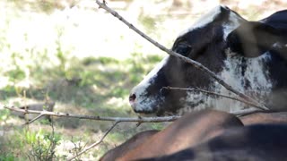 Cow eating Raw Grass