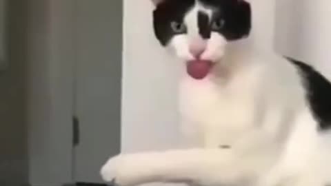 funny cat and dog video