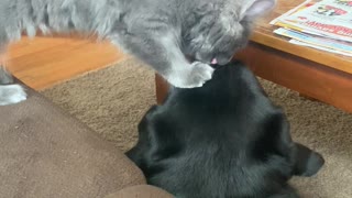 New Kitten Puts Paws on Pup