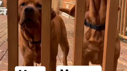 DOGS TRY TO CONVENCE MOM TO OPEN DOOR