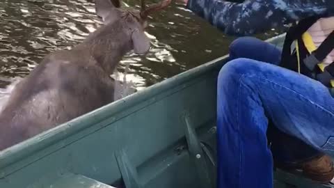 A young man on a boat is seen holding a deer's head up above the water on a lake. they take the deer to the shore and set it free.
