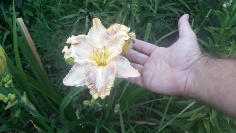Giant daylily