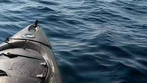 Hammerhead Shark Circles Kayaker Off Panama City Beach