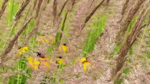 Seeing this wild chrysanthemum blown by the wind, isn't it very beautiful?