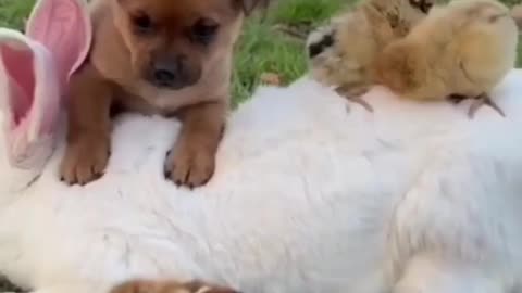 Cute dog playing with rabbit