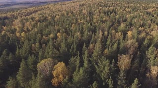 drone flight over the forest
