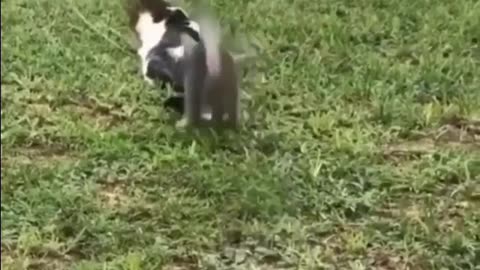 cat surprise attack backfires