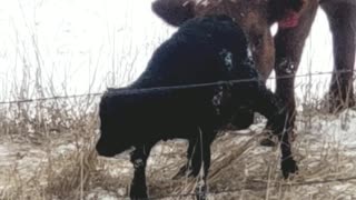 Mama Cow Cleans Newborn Calf