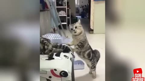 Angry and funny cat and dog